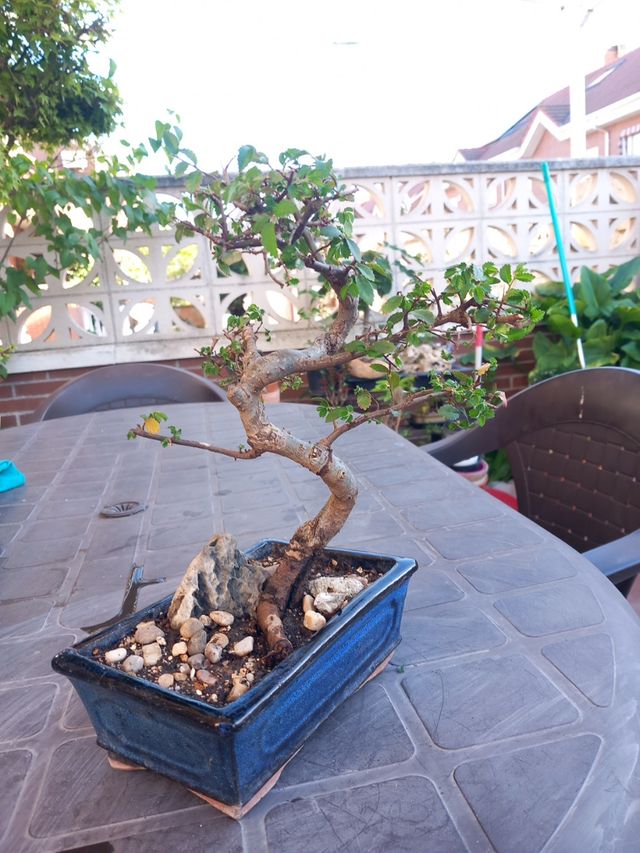 BONSAI OLMO CHINO