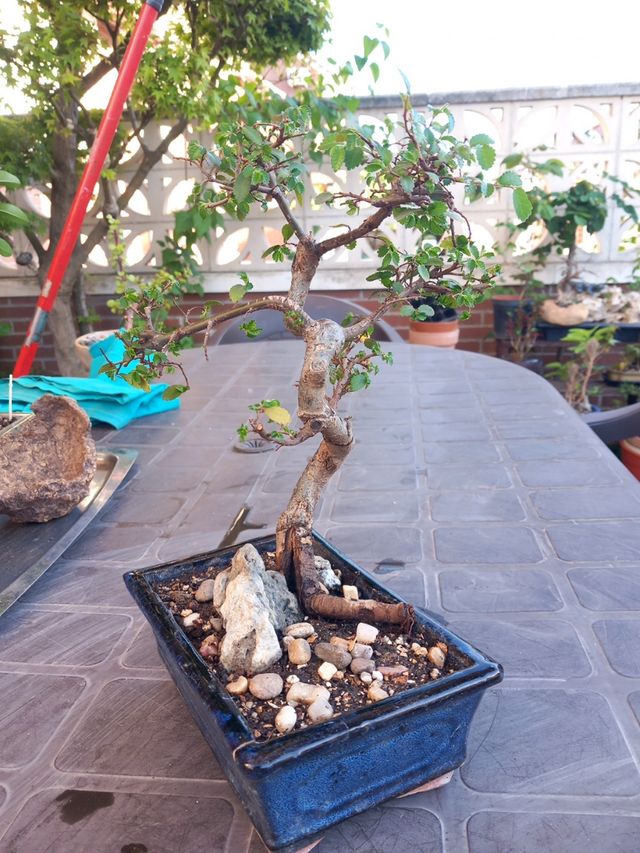 BONSAI OLMO CHINO