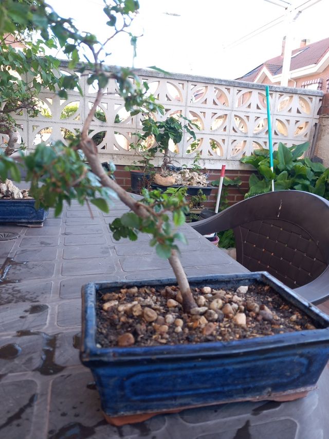 BONSAI ULMUS PARVIFLORA
