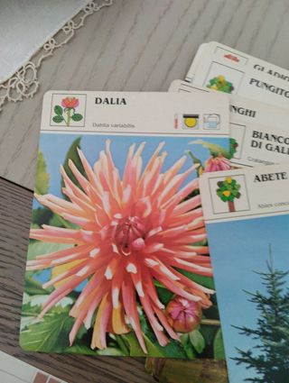 Piante e fiori,schede. Hobby