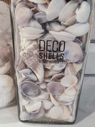 Idea regalo conchiglie