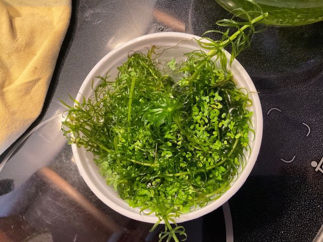 Elodea planta acuario natural