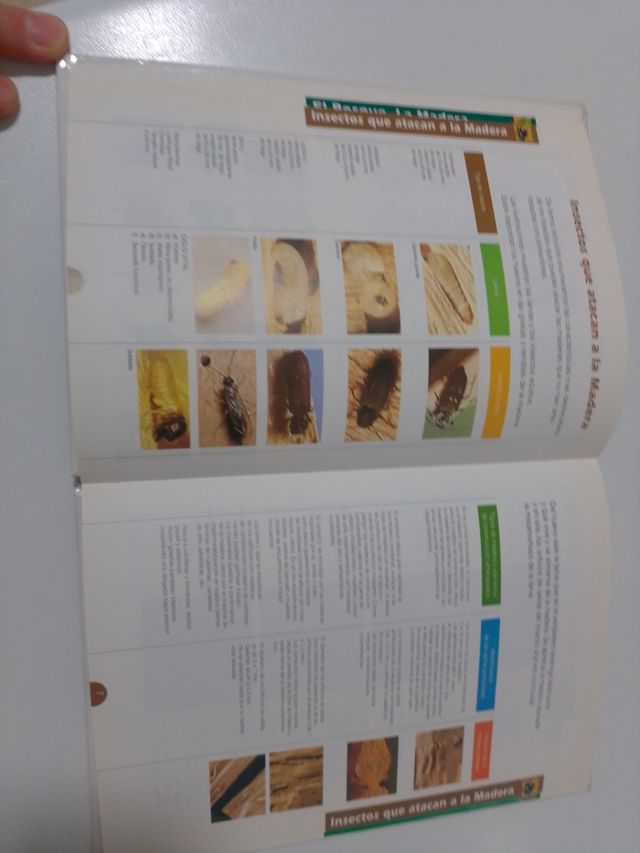 Manual para la protección de la madera