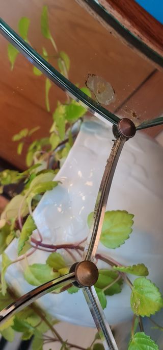 Espejo biselado de madera de castaño