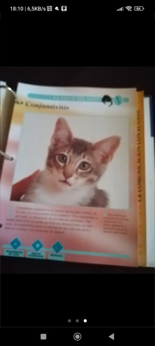 Enciclopedia gatos
