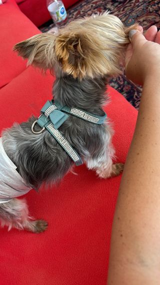 collar perro arnes azul brillante