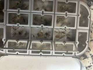 Caja moscas ideales para pesca truchas