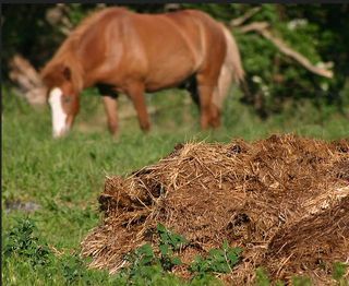Estiercol de caballo