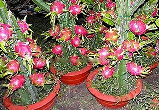 Dragon fruit/ Pitaya