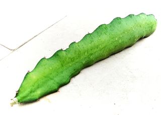 Dragon fruit/ Pitaya