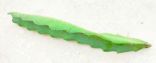 Dragon fruit/ Pitaya