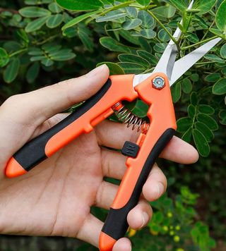 Esquejes 120 tipos de arbol