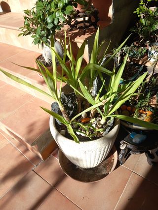 YUCAS ELEPHANTIPE VARIOS TAMAÑOS