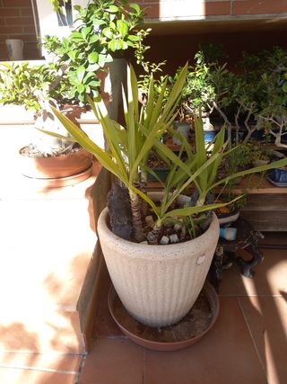 YUCAS ELEPHANTIPE VARIOS TAMAÑOS