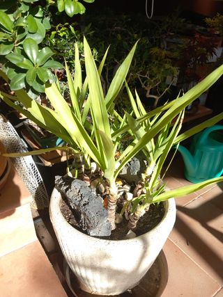 YUCAS ELEPHANTIPE VARIOS TAMAÑOS