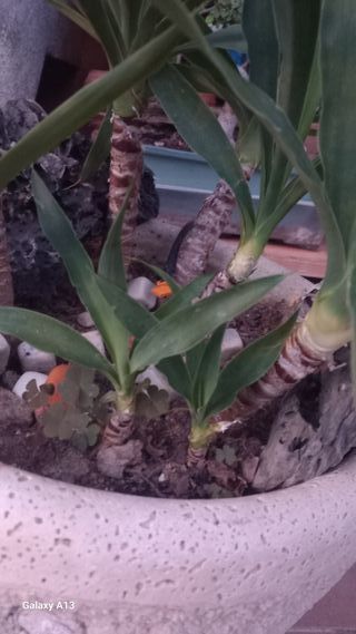 YUCAS ELEPHANTIPE VARIOS TAMAÑOS