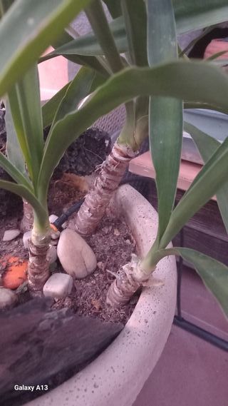 YUCAS ELEPHANTIPE VARIOS TAMAÑOS