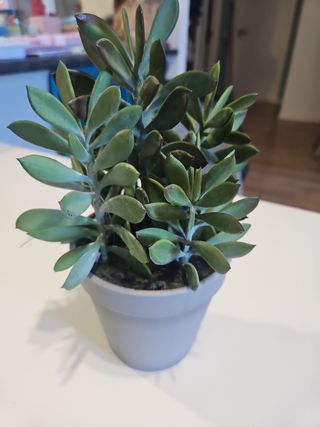 Plantas artificiales