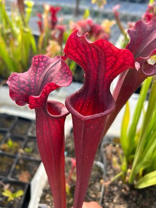 leucophylla L48B x Troll clon 3.planta carnivora