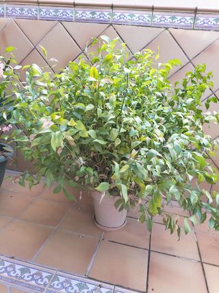 Maceta grande