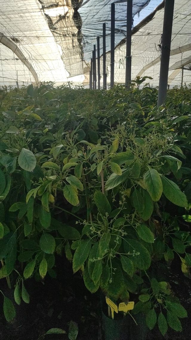 Arboles Aguacate Hass