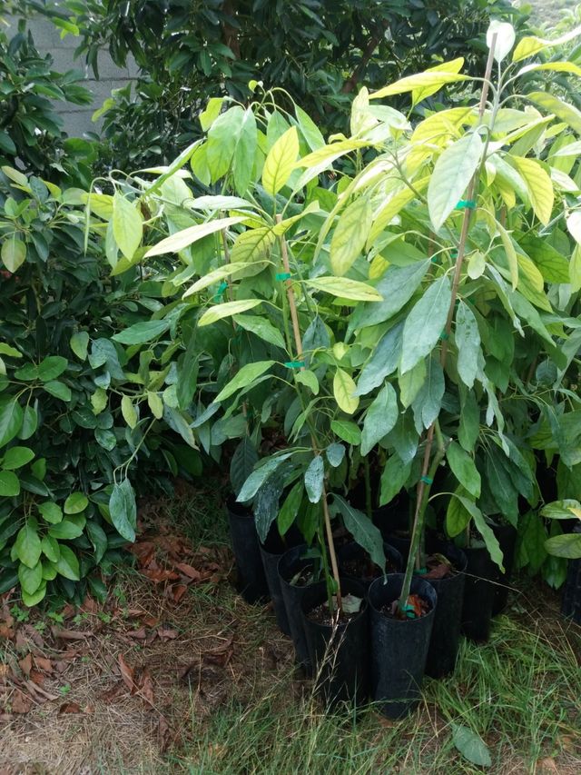 Arboles Aguacate Hass