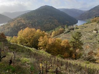 VIÑEDO EN A COVA SAVIÑAO RIBEIRA SACRA