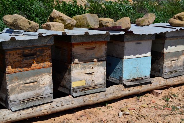 Colmenas Perfección