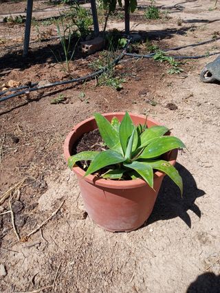Planta de exterior: agave