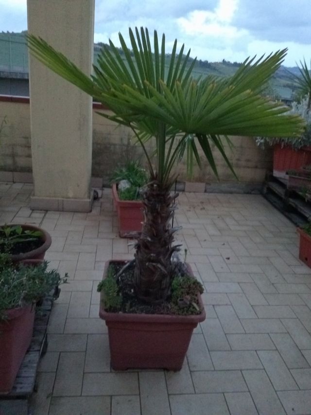 Palme