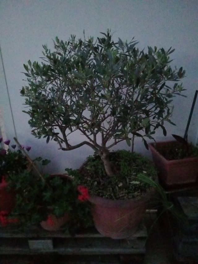 Uliveto a Bonsai GRANDE