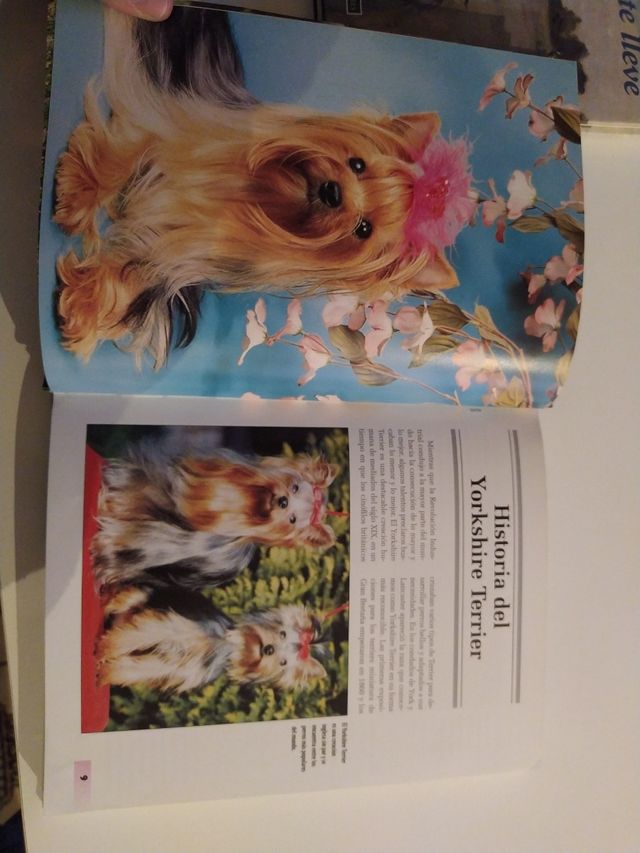 Libro Yorkshire Terrier
