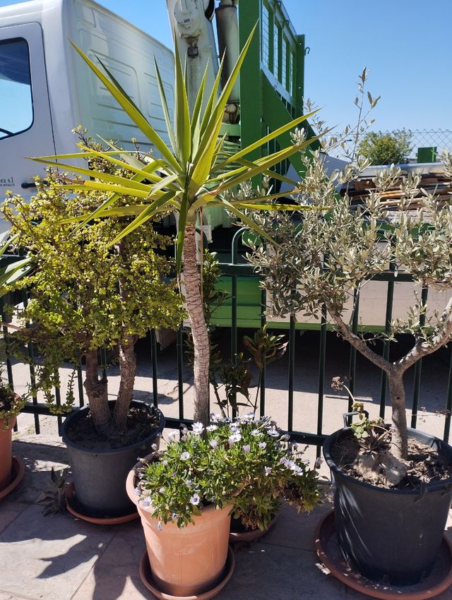 Plantas varias buen tamaño.