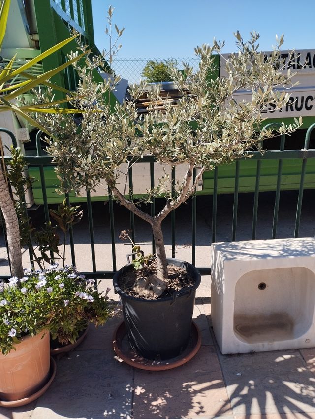 Plantón de aceituna.