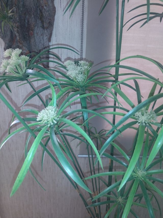 Cyperus alterifolius Artificial 