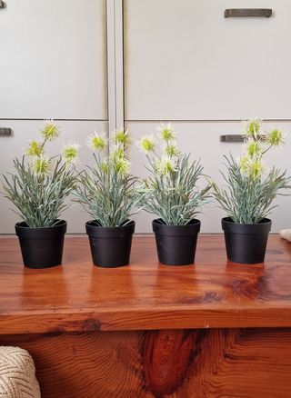 Macetero + 4 plantas IKEA