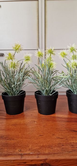 Macetero + 4 plantas IKEA