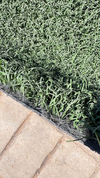 Oferta cesped reciclado