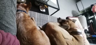 Cuidadora y paseadora de perros 🐕un