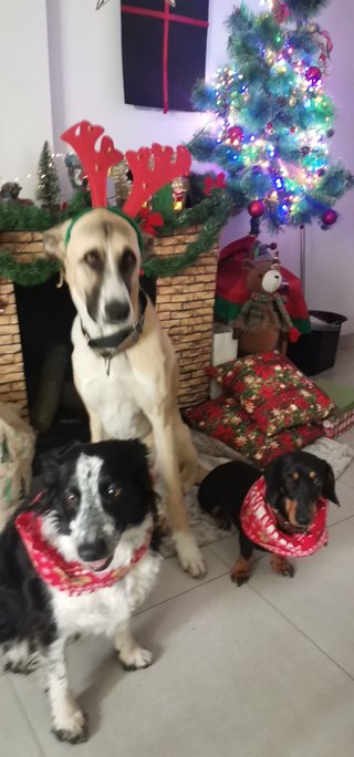 Cuidadora y paseadora de perros 🐕un