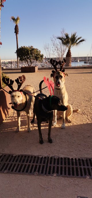 Cuidadora y paseadora de perros 🐕un