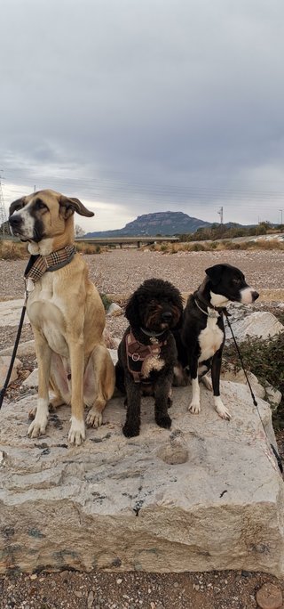 Cuidadora y paseadora de perros 🐕un