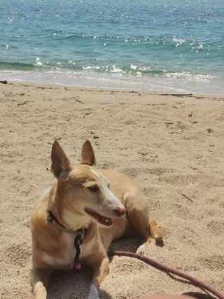 Cuidadora y paseadora de perros 🐕un