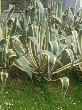 JARDINERO GORDEXOLA GUEÑES