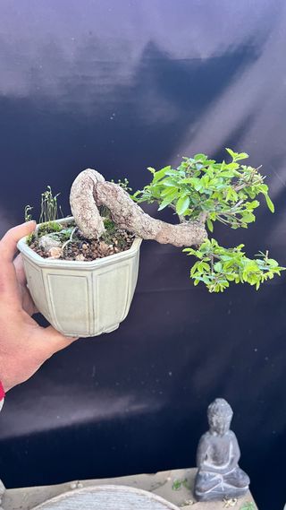 BONSAI MAME / SHOIN OLMO PARVIFOLIA PUMILA