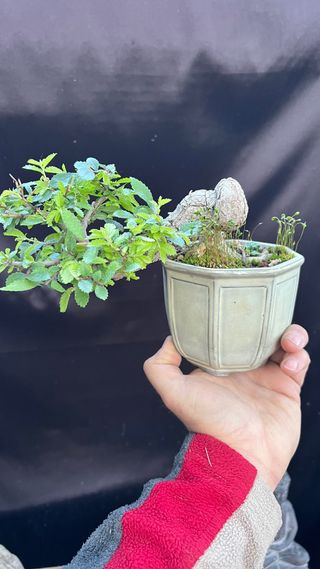 BONSAI MAME / SHOIN OLMO PARVIFOLIA PUMILA