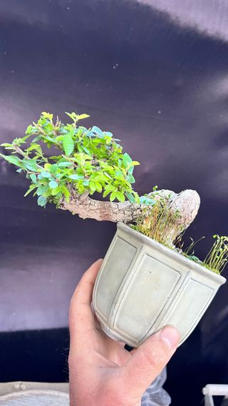 BONSAI MAME / SHOIN OLMO PARVIFOLIA PUMILA