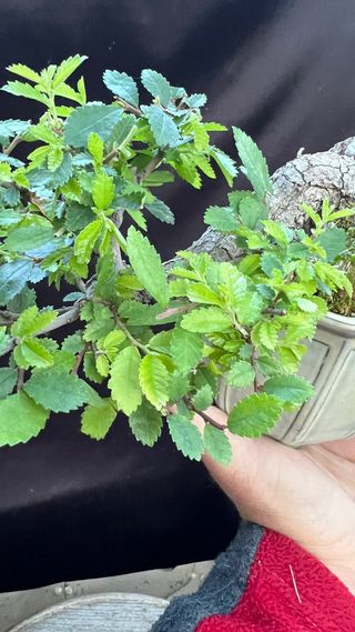 BONSAI MAME / SHOIN OLMO PARVIFOLIA PUMILA