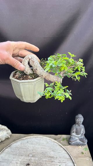 BONSAI MAME / SHOIN OLMO PARVIFOLIA PUMILA