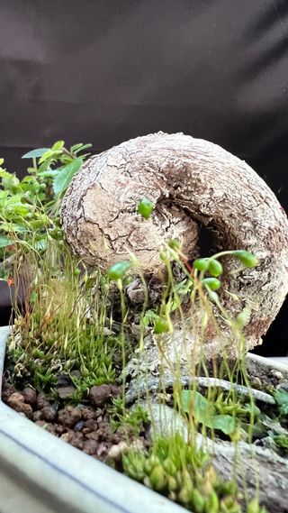 BONSAI MAME / SHOIN OLMO PARVIFOLIA PUMILA